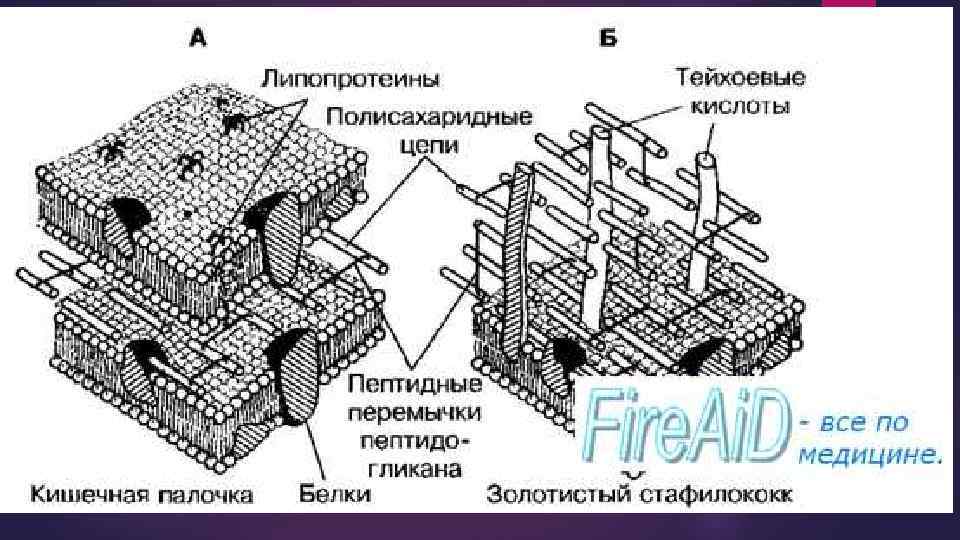 Клет стенка из муреина