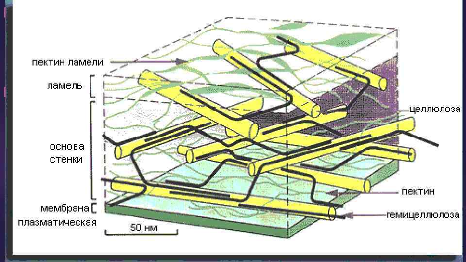  • Гемицеллюлоза представляет собой полисахарид, по структуре своей сходный с целлюлозой, но с