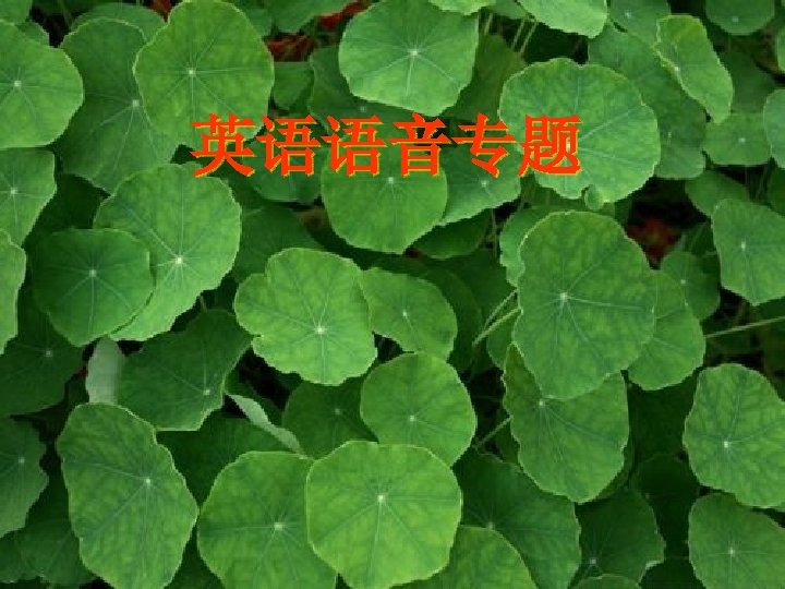 英语语音专题 