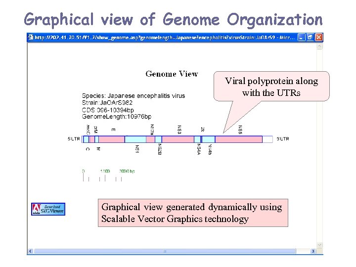 Graphical view of Genome Organization Viral polyprotein along with the UTRs Graphical view generated