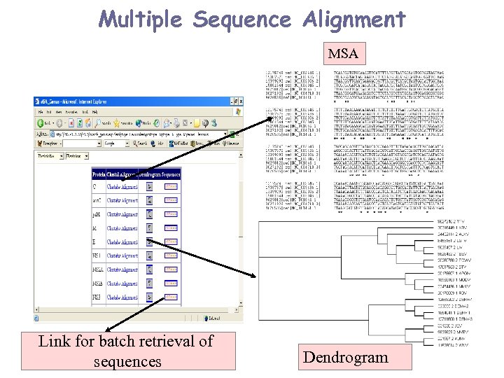 Multiple Sequence Alignment MSA Link for batch retrieval of sequences Dendrogram 
