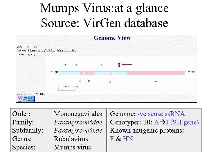 Mumps Virus: at a glance Source: Vir. Gen database Order: Family: Subfamily: Genus: Species: