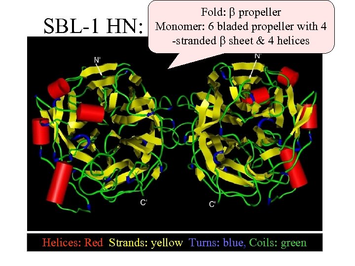 Fold: propeller Monomer: 6 bladed propeller with 4 -stranded sheet & 4 helices SBL-1