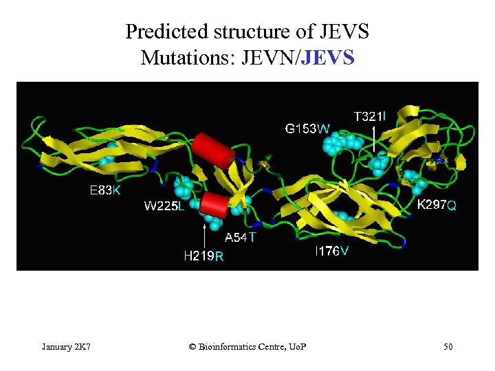 Predicted structure of JEVS Mutations: JEVN/JEVS January 2 K 7 © Bioinformatics Centre, Uo.