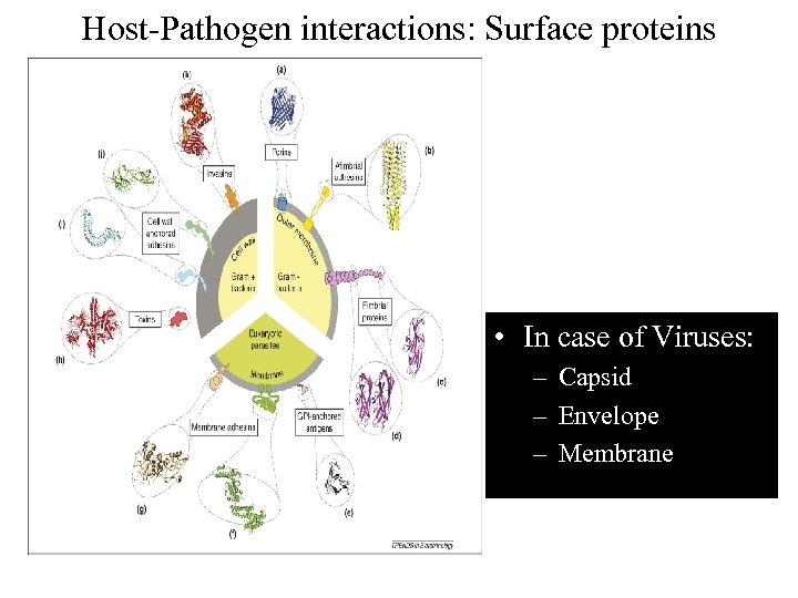 Host-Pathogen interactions: Surface proteins • In case of Viruses: – Capsid – Envelope –