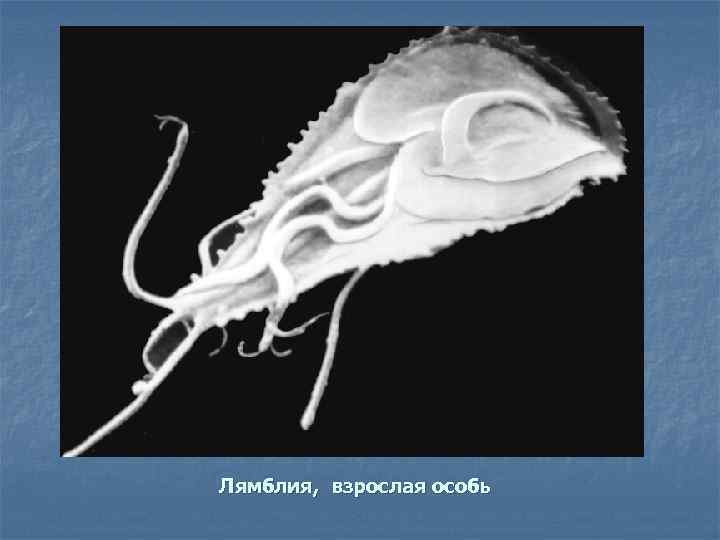 Лямблия, взрослая особь 