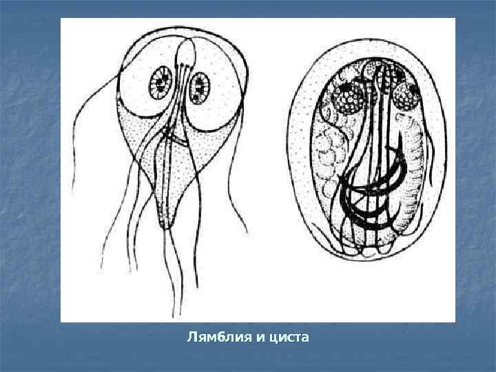 Лямблия и циста 