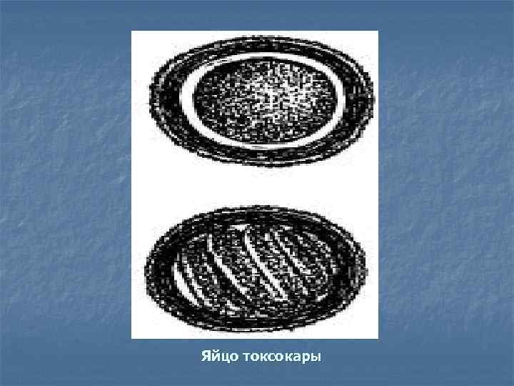 Яйцо токсокары 