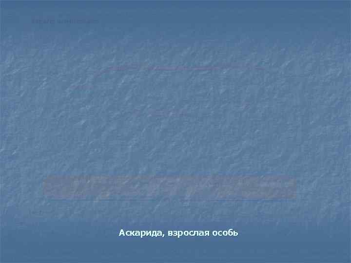 Аскарида, взрослая особь 