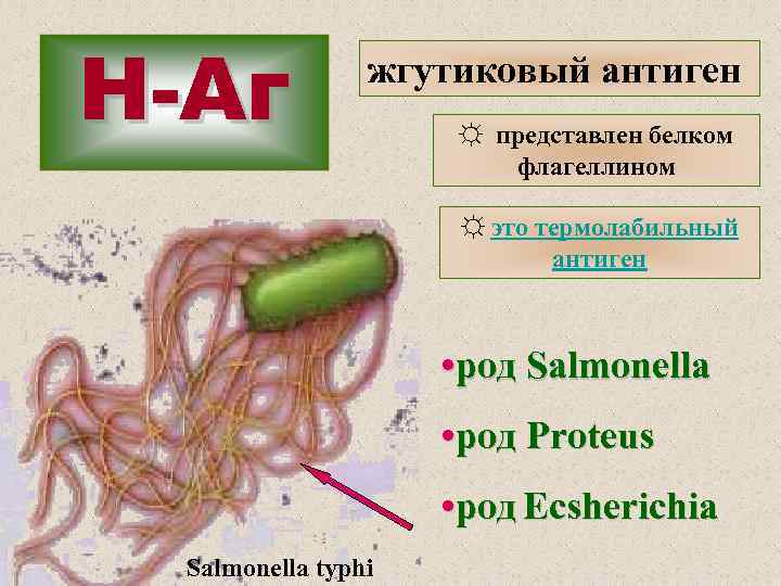 Н-Аг жгутиковый антиген ☼ представлен белком флагеллином ☼ это термолабильный антиген • род Salmonella