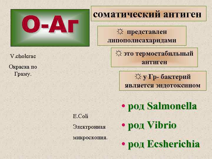 O-Аг соматический антиген ☼ представлен липополисахаридами ☼ это термостабильный антиген V. cholerae Окраска по