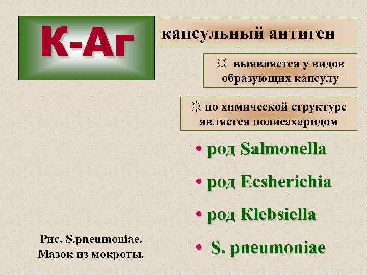 К-Аг капсульный антиген ☼ выявляется у видов образующих капсулу ☼ по химической структуре является