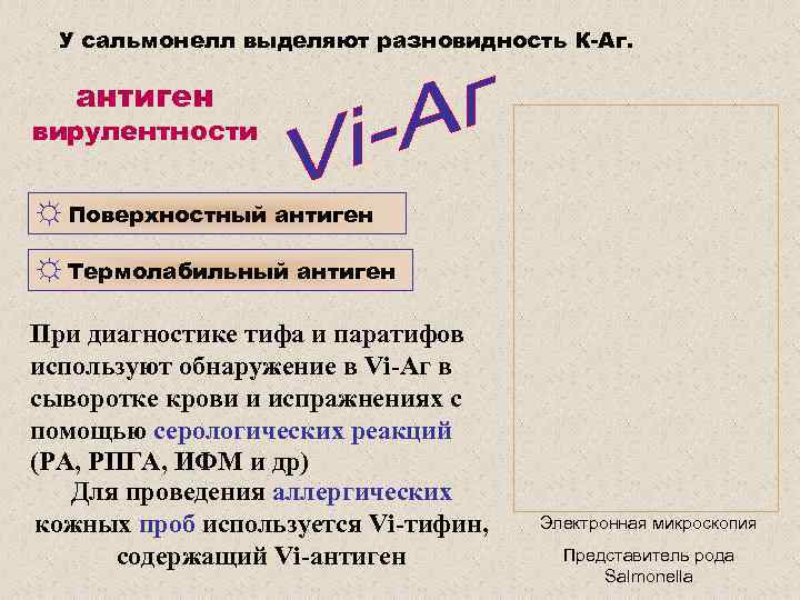 У сальмонелл выделяют разновидность К-Аг. антиген вирулентности ☼ Поверхностный антиген ☼ Термолабильный антиген При