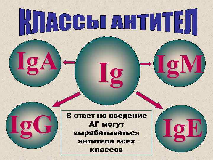 Ig. A Ig. G Ig В ответ на введение АГ могут вырабатываться антитела всех