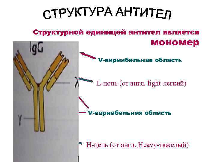 Структурной единицей антител является мономер S-S V-вариабельная область L-цепь (от англ. light-легкий) V-вариабельная область