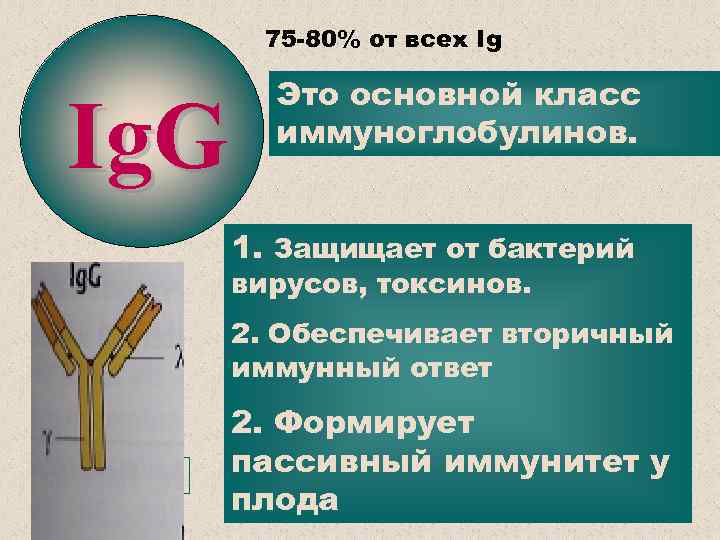 75 -80% от всех Ig Ig. G Это основной класс иммуноглобулинов. 1. Защищает от