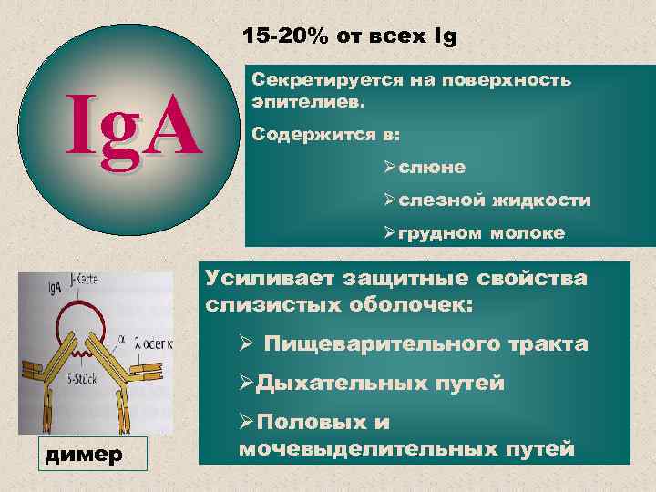 15 -20% от всех Ig Ig. A Секретируется на поверхность эпителиев. Содержится в: Øслюне