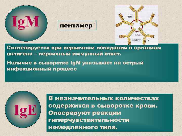 Ig. М пентамер Синтезируется при первичном попадании в организм антигена – первичный иммунный ответ.