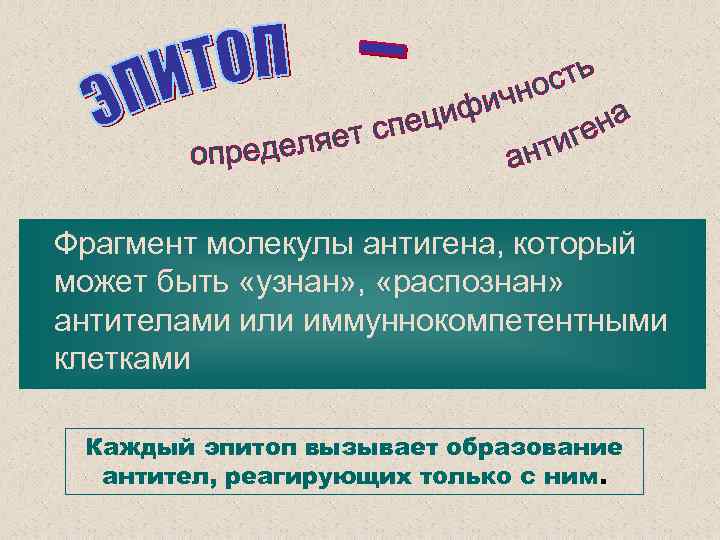 Фрагмент молекулы антигена, который может быть «узнан» , «распознан» антителами или иммуннокомпетентными клетками Каждый