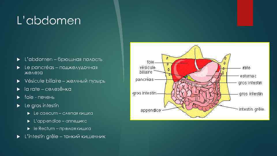 L’abdomen – брюшная полость Le pancréas – поджелудочная железа Vésicule biliaire – желчный пузырь