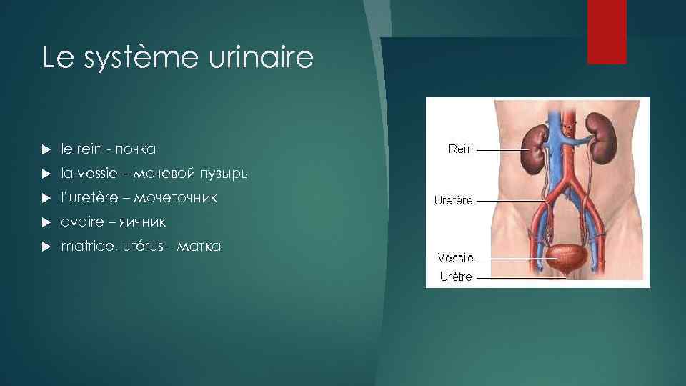 Le système urinaire le rein - почка la vessie – мочевой пузырь l’uretère –