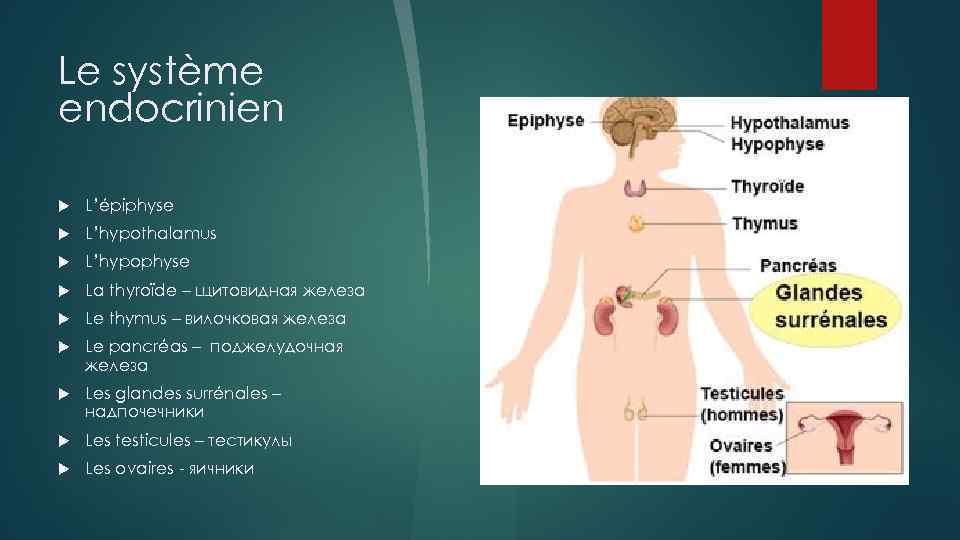 Le système endocrinien L’épiphyse L’hypothalamus L’hypophyse La thyroïde – щитовидная железа Le thymus –