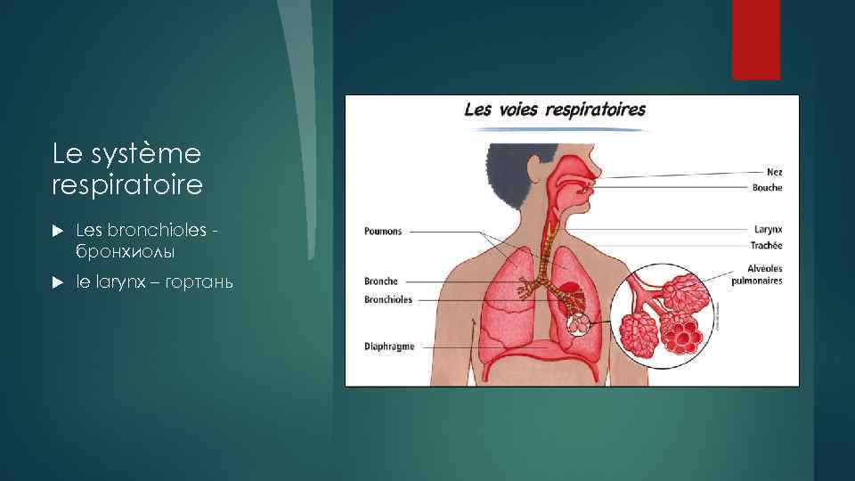 Le système respiratoire Les bronchioles бронхиолы le larynx – гортань 