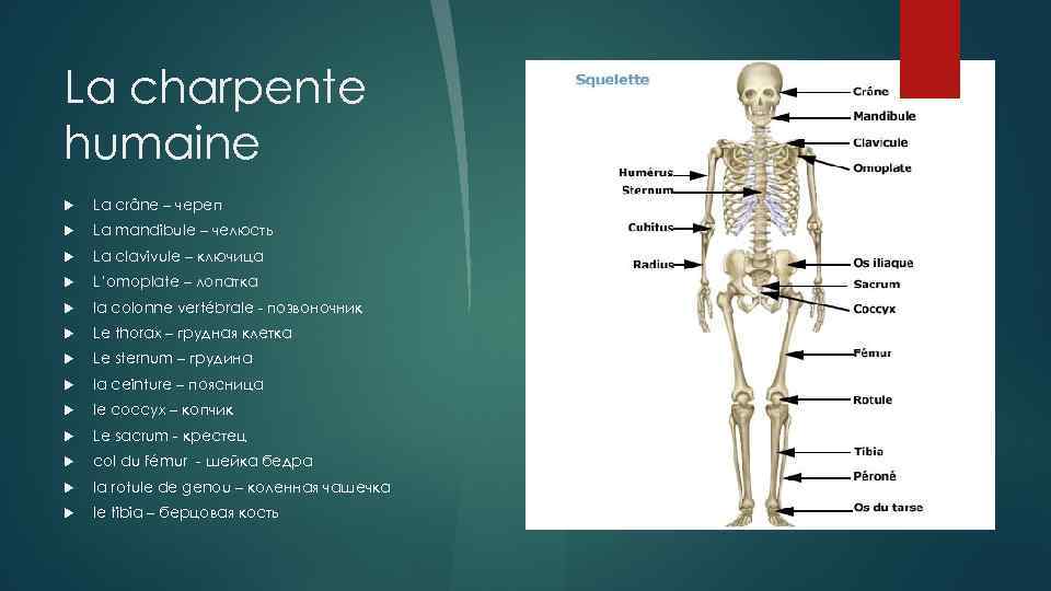 La charpente humaine La crâne – череп La mandibule – челюсть La clavivule –