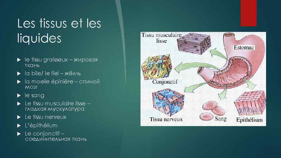 Les tissus et les liquides le tissu graisseux – жировая ткань la bile/ le
