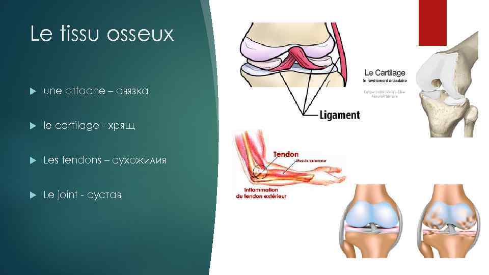 Le tissu osseux une attache – связка le cartilage - хрящ Les tendons –