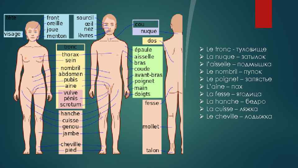 Ø Ø Ø Ø Ø Le tronc - туловище La nuque – затылок l’aisselle