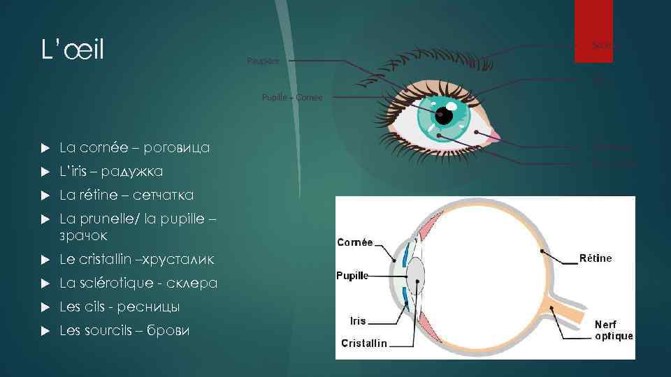 L’œil La cornée – роговица L’iris – радужка La rétine – сетчатка La prunelle/