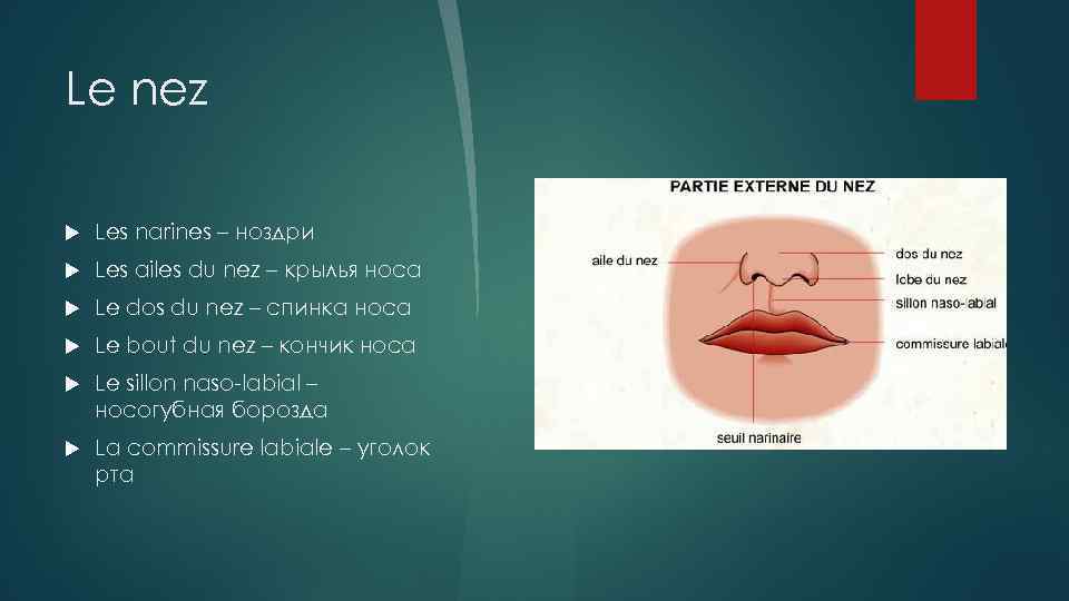 Le nez Les narines – ноздри Les ailes du nez – крылья носа Le