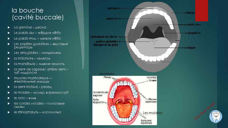 la bouche (cavité buccale) La gencive – десна Le palais dur – твёрдое нёбо