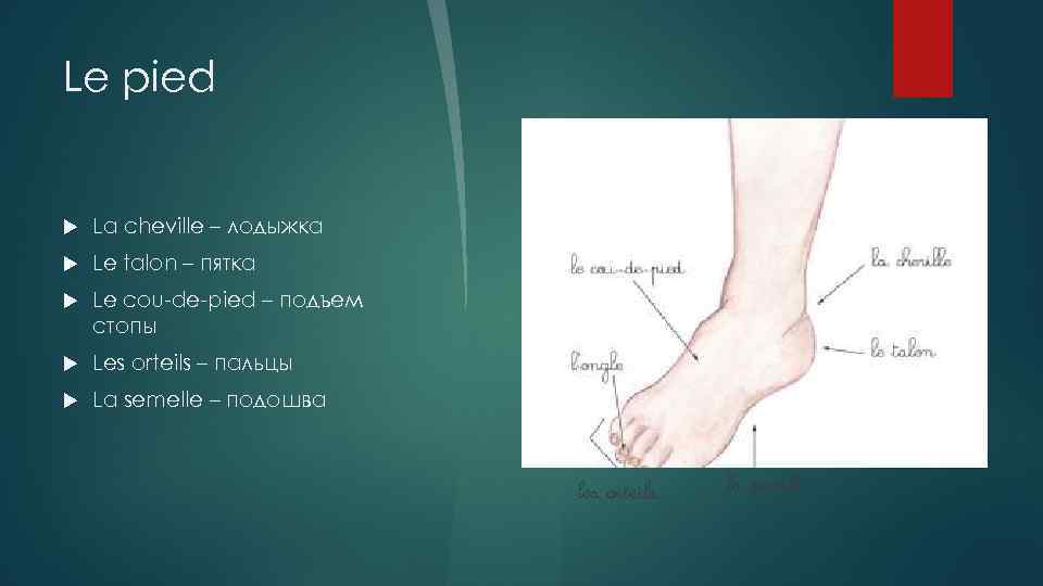 Le pied La cheville – лодыжка Le talon – пятка Le cou-de-pied – подъем