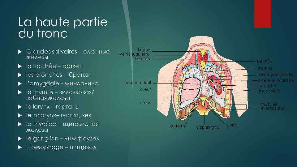 La haute partie du tronc Glandes salivaires – слюнные железы la trachée – трахеи