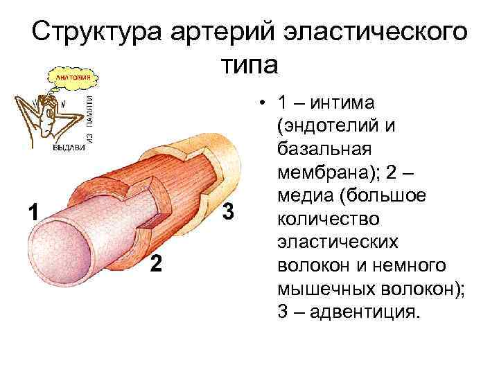 Структура артерий эластического типа • 1 – интима (эндотелий и базальная мембрана); 2 –