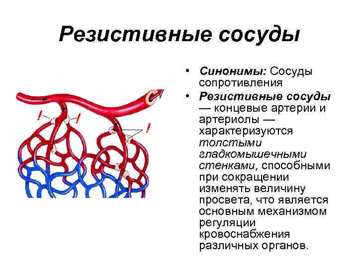 Резистивные сосуды • Синонимы: Сосуды сопротивления • Резистивные сосуды — концевые артерии и артериолы