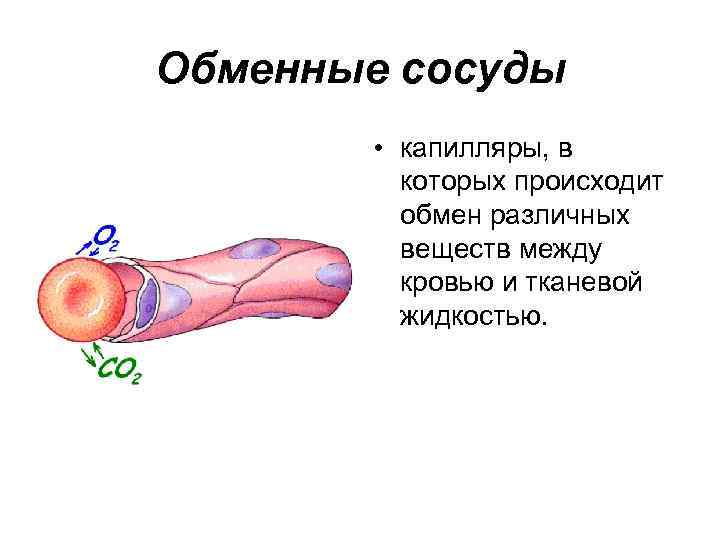 Обменные сосуды • капилляры, в которых происходит обмен различных веществ между кровью и тканевой