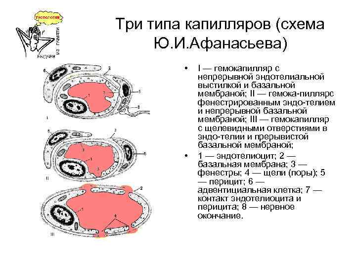 Три типа капилляров (схема Ю. И. Афанасьева) • • I — гемокапилляр с непрерывной