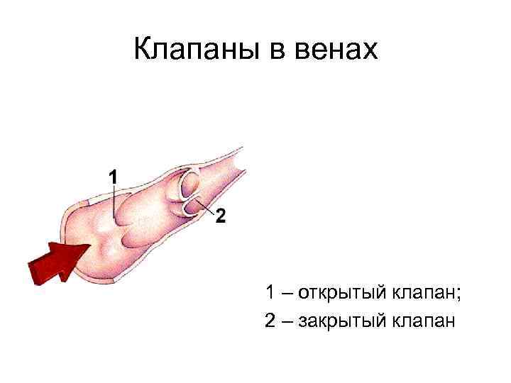 Клапаны в венах 1 – открытый клапан; 2 – закрытый клапан 