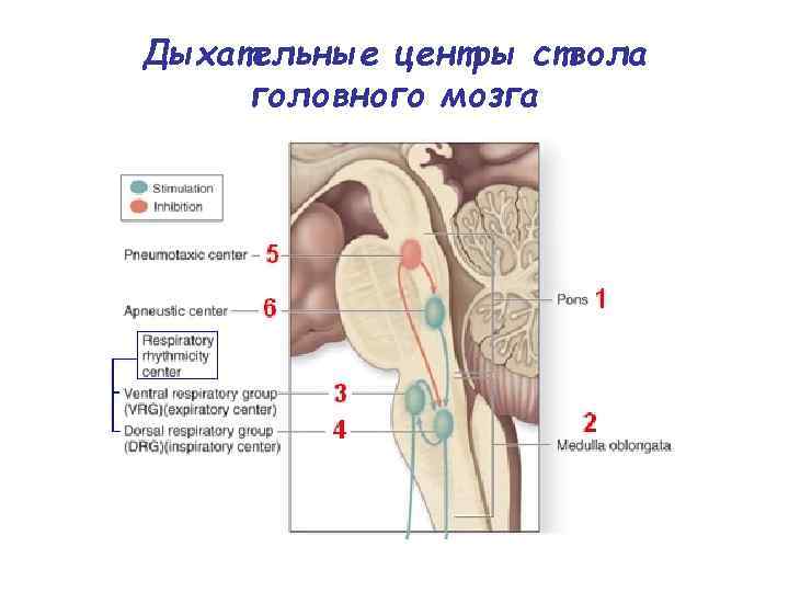 Дыхательные центры ствола головного мозга 