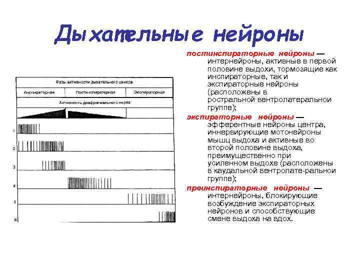 Дыхательные нейроны постинспираторные нейроны — интернейроны, активные в первой половине выдохи, тормозящие как инспираторные,