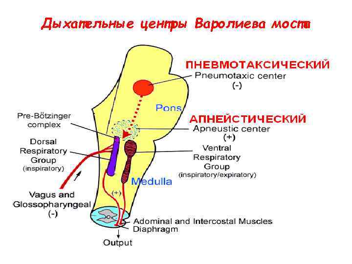 Дыхательные центры Варолиева моста 
