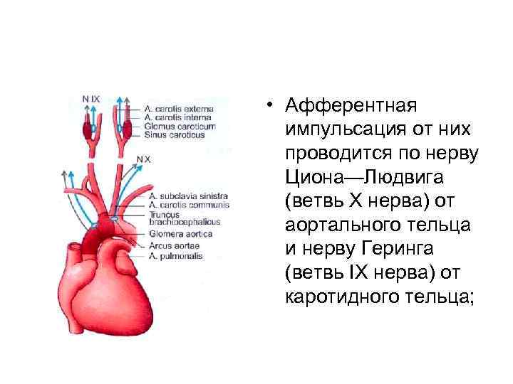  • Афферентная импульсация от них проводится по нерву Циона—Людвига (ветвь X нерва) от