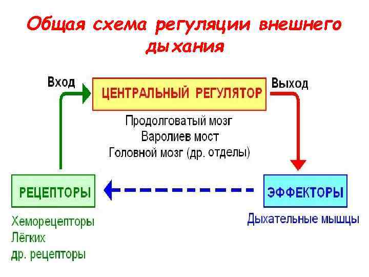 На рисунке изображена схема регуляции дыхания человека какое