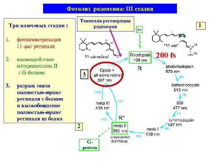 Фотолиз родопсина: III стадия Темновая регенерация родопсина Три ключевых стадии : 1. фотоизомеризация 11
