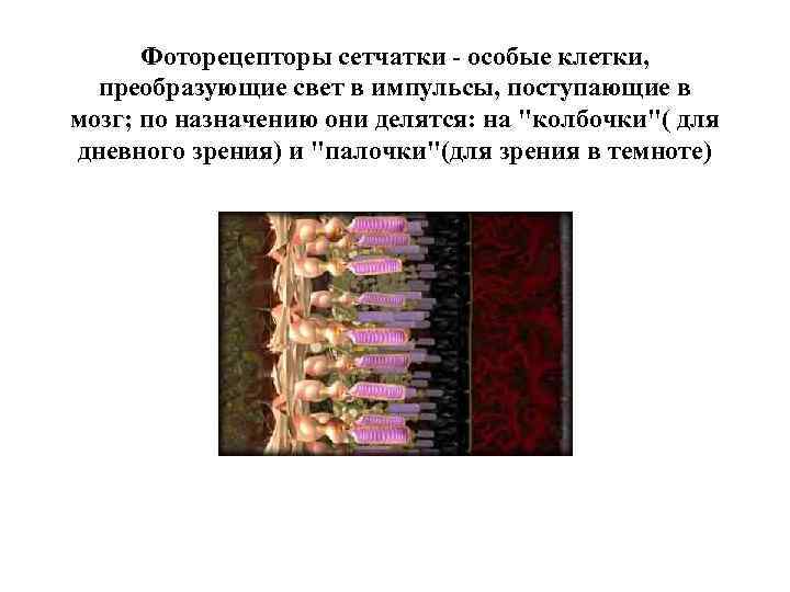 Фоторецепторы сетчатки - особые клетки, преобразующие свет в импульсы, поступающие в мозг; по назначению