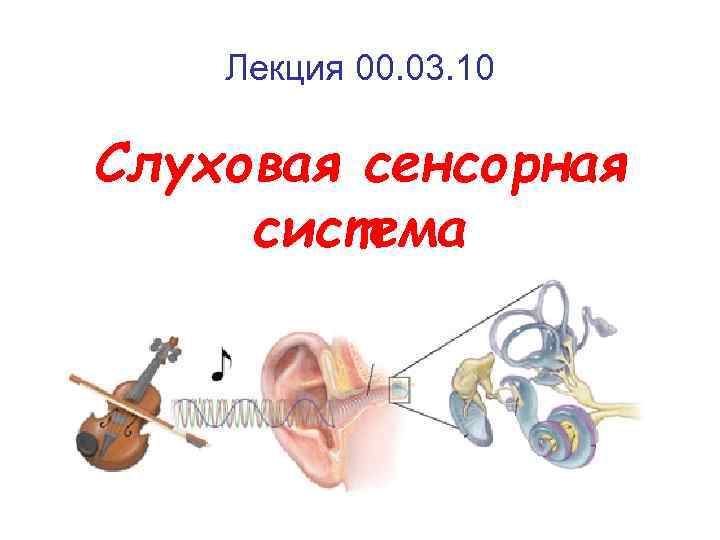 Лекция 00. 03. 10 Слуховая сенсорная система 