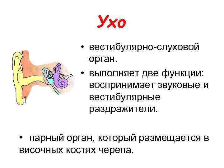 Ухо • вестибулярно-слуховой орган. • выполняет две функции: воспринимает звуковые и вестибулярные раздражители. •